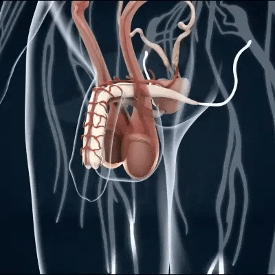 MaxProst™ ג'ל | משפר חשק מיני וטיפול בבלוטת הערמונית